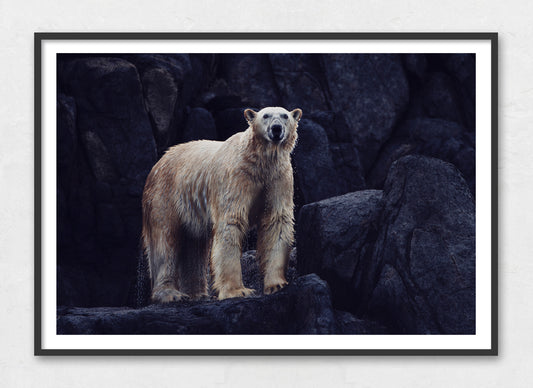 Torngat Polar Bear // David Howells